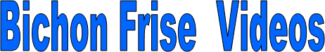 Bichon Frise  Videos