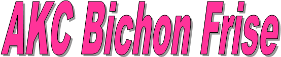 AKC Bichon Frise