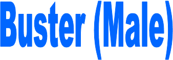 Buster (Male)