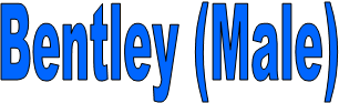 Bentley (Male)