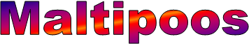 Maltipoos