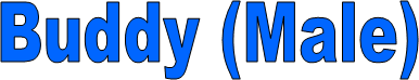 Buddy (Male)