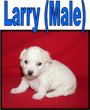 Lil Britches (Male)