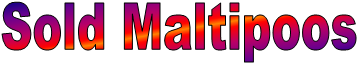 Sold Maltipoos